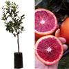 Generico Arancio Fragola rossa di Sicilia 150 cm 2 anni innestata Vivaio Annese