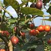 Generic albero di pomodori - tamarillo - da orto rialzate balcone serra rare e resistenti in vaso da giardino perenni resistenti Coltivare verdi semi di rampicanti 150semi