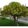 Generico Albero di Limoni 4 Stagioni, Pianta da Frutto per Giardino e vaso