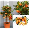 Generico Kumquat agrume mandarino cinese vaso 24 3 anni pianta con frutti maturi