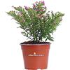 eGarden.store Pianta di Cuphea Hyssopifolia Rosa pianta da esterno pianta da fiore rosa pianta ornamentale di Cuphea pianta vera di Cuphea venduta da eGarden.store (Vaso 14 cm)