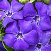 GardenersDream Vinca minor Ralph Shugert - Arbusto da Giardino Fiorito Pronto per l'Esterno - Pianta Tappezzante in Vaso - Ideale per Aiuole, Bordure e altro
