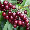 VEG SRLS Pianta vera da frutto ALBERO DI CILIEGIO 'FERROVIA' DI TURI -PRUNUS AVIUM FERROVIA-A RADICE NUDA1 metro