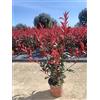 Generico Photinia Red Robin vaso 18 70 cm siepe resistente bordura verde e rossa Vivaio Annese