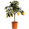 VEG SRLS Agrumi pianta vera ALBERO DI LIMONE SIRACUSANO - CITRUS LIMON -Ø 20 CM - H 80 CM