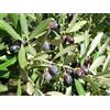 Generico ALBERO DI ULIVO-OLEA EUROPAEA- 'LECCINO' DA OLIO- pianta vera da frutto da esterno Ø 18 cm - h 160 cm…