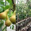 Generico Pero San Giovanni (Pyrus communis) albero da frutta 2,5 anni 170 cm Vivaio Annese