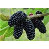 Generico Gelso albero da frutta di 2 anni 140 cm vaso 22 foto reale Vivaio Annese (nero)