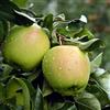 Generico melo golden delicious giallo 160 cm 2,5 anni albero da frutta innestato di qualità Vivaio Annese