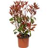 Garden Vivai Frediani Garden Frediani Vivai. Photinia Red Robin. Piante Vere da Esterno - Pianta Vera in Vaso. Piante per Siepe e Arredo Giardino - Vaso 24. Altezza 120 cm - 20 Kg