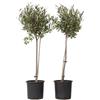 Plant in a Box - Olivi su tronco - Set di 2 - Olea Europaea - Vaso 19cm - Altezza 80-90cm