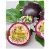 Generico Fruit Passion MARACUJA arancione 160 cm pianta in vaso rampicante sempreverde Vivaio Annese