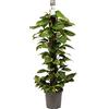 Generico PHOTOS AUREA bastone 80 cm rampicante pianta da appartamento resistente e rapida Vivaio Annese