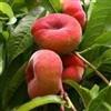 Generico PESCO TABACCHIERA PIATTO varietà da innesto antica albero da frutta di 2 anni vaso 22