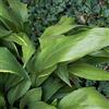 le Georgiche Aspidistra elatior (da esterno) [Vaso Ø15cm]