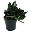 Exotenherz - Scindapsus treubiiDark Form - Nero - Vaso da 15 cm