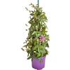 Generico Passiflora pianta frutto della Passione rampicante perenne vaso 18 70 cm