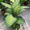 PERAGA GARDEN 1 PIANTA DI DIEFFENBACHIA TROPIC SNOW VASO 21CM