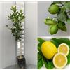 Generico Limone Sfusato Amalfitano pianta fitocella 160 cm rifiorente Agrumi Vivaio annese