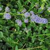 le Georgiche Vivai le Georgiche - Pianta vera di Ceanothus thyrsiflorus Repens - vaso Ø 18 cm
