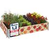Garronda Orto Rialzato da Esterno con Stampa - Cassoni Orto Decorativi, Aiuola Rialzata in Legno 120x80x20 cm per Piante, Fiori, Erbe, Frutta e Verdura GD-0075 (Pomodoro, 1 pz)