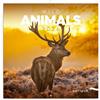 NOTIQUE Calendario da parete 2026 Animali selvaggi, calendario mensile in brochure, design estetico 30 x 30 cm (aperto 30x60)