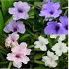 Generic Semi Di Petunia Messicana - Ruellia Brittoniana 'Souther Stern Mix Seeds Confezione Da 100 Semi