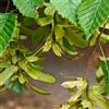 Generic Semi di carpino - siepe Carpinus betulus, semi di giardino resistenti sempreverdi, resistenti ornamentale biologico, resistente al freddo 30pcs