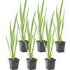 Bloomique - Set di 6 - Iris Pseudacorus - Giaggiolo Giallo - Pianta Acquatica - Pianta da Stagno - Resistente al Freddo - Alta 20-30 cm - Vaso 9 cm