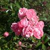 le Georgiche Vivai le Georgiche - Pianta vera di Rosa The Fairy Perle Rose - vaso Ø 15 cm