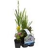 Bloomique - Set di 6 - Piante da Stagno Fiorite - Achillea, Caltha, Lobelia, Lysimachia, Mazus, Schizostylis - Zona 1-2 - Alte 15-25 cm - Vaso 9 cm