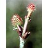 Herboplanet srl MSA PINUS MONTANA 50ML