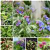Generic Semi di polmonaria, Pulmonaria, orto, biologici di varietà antiche di esotiche rare resistenti per il giardino 400pcs