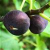 Vivai Decandia Giovanni PIANTA DA FRUTTO FICO COLUMARRO NERO in vaso 20 età 2/3 anni (foto reali)