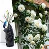 Blue Magic Design Rosa rampicante bianca a radice nuda - Rosa resistente ed elegante per bordi da giardino, tralicci da arrampicata e siepi da sentiero
