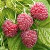 GardenersDream Lampone Malling Promise Rubus idaeus Pianta da Frutto da Giardino Coltivala Tu Stesso in Vaso - Ideale per Aiuole, Bordure e altro
