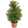 Generico Azalea da Esterno a Piramide in Vaso 22 Cm | Pianta Acidofila Sempreverde | Altezza 100/110 cm | Prodotta in Italia | Ideale per Giardino (Lara)