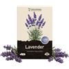 Grounding - Semi di Lavanda (Lavandula angustifolia), 3000 semi - Profumo intenso e fioritura viola, ideale per giardino e vaso - qualità Europea