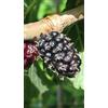 Generico Pianta di Gelso Regina Nero in Vaso da 20 cm