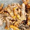 Generic curcuma - coltivazione di giardino di curcuma biologiche per la copertura del terreno d'appartamento purificatrici d'aria giardino 550semi