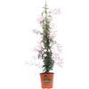eGarden.store Pianta vera di Jasminum Polyanthum o Gelsomino Marzolino pianta rampicante ornamentale da esterno Gelsomino fiore bianco venduto da eGarden.store (Vaso 16 cm)