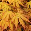 GardenersDream Acer palmatum Orange Dream | Acero giapponese Pianta da giardino deciduo Arbusto in vaso