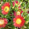 le Georgiche Vivai le Georgiche - Pianta vera di Delosperma Suntropics Red Serie Suntropics - vaso Ø 14 cm