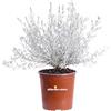 eGarden.store Pianta di Eremophila o Eremophila Setosa pianta da esterno ornamentale cespuglio da giardino fiore viola pianta vera venduta da eGarden.store (Vaso 17 cm)