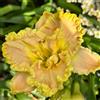 Generic semi di hemerocallis - resistenti in vaso giardino interno d'appartamento esotiche giardino sul balcone raro roccioso d'appartamento in vaso per 25pcs
