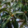le Georgiche Vivai le Georgiche - Pianta vera di Ficus australis Ficus rubiginosa Fico di Port Jackson, Fico ruggine - vaso Ø 21 cm - altezza alla vendita 60-80 cm