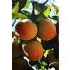 eGarden.store Pianta di Cachi o Kaki Albero di cachi o Kaki pianta vera di cachi pianta di cachi età 2 anni venduta da eGarden.store (Brillante)