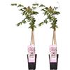 Bloomique - Set di 2 - Wisteria floribunda 'Rosea' - Glicine rampicante - Rosa - Rampicante - Pianta da giardino - Resistente al freddo - Alta 50-70 cm - Vaso da 15 cm