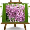 EURO PLANTS VIVAI Wisteria Brakybotrys Showa Beni Glicine Rosa Pastello - Piante Rampicanti su Vaso da 17 cm - Altezza 200 cm