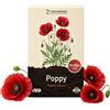 Grounding - Semi di Papavero rosso "Flanders" (Papaver rhoeas), 35000+ semi - Tappeto di fiori rossi per prato fiorito e aiuole naturali, altezza 50-60 cm - qualità Europea
